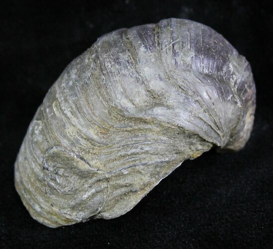 Gryphaea (Devil's Toenail) Fossil Oyster - Jurassic #25984